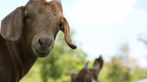 Goats Close Up Stock Footage 60032381