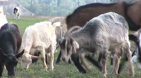 Goats close up passing in front of the camera Stock Footage 42362344