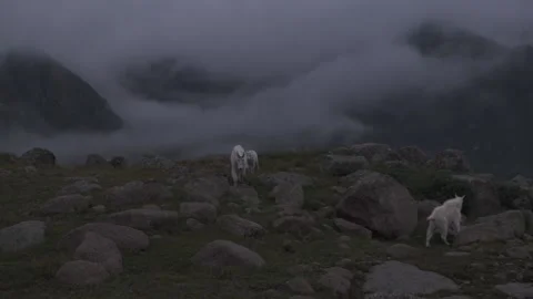 Goats In Clouds Video stock 220193797