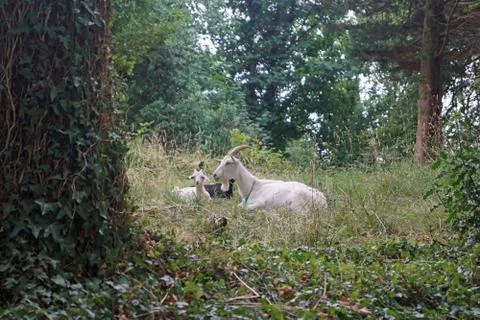 Goats in Cork Stock Photos