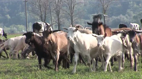 Goats with cows in background Stock Footage 42362374