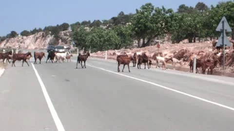 Goats Crossing a road in Cyprus. Stock Footage 12013578