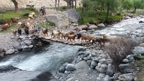 Goats crossing a water stream through a wooden bridge in Ghizar Valley Stock Footage 131602421