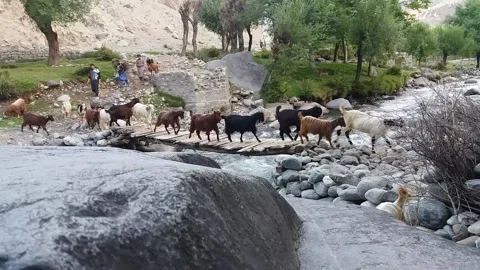 Goats crossing a water stream through a wooden bridge in Ghizar Valley Stock Footage 131608135