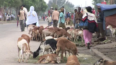 Goats downtown Addis Ababa 스톡 동영상 1046117