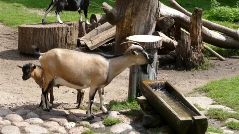 Goats drink water and eating leaves in t... | Stock Video | Pond5