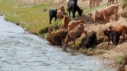 Goats drinking water on watering-place on Mongolian river Dzabhan-gol in Govi Stock Footage