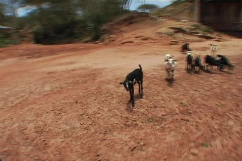 Goats dry river bed Stock Footage 491351