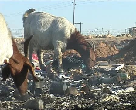 Goats at dump site Stock Footage 11498965