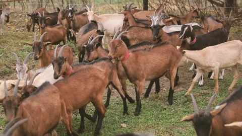Goats eagerly eat grass. Herd of goats grazing on the grass. Goats on nature Stock Footage 128605774