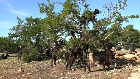 Goats eat from argan tree in Morocco Stock Footage