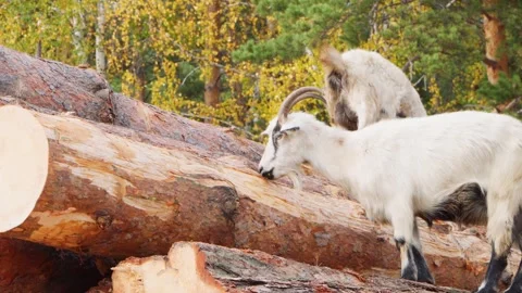Goats eat the bark of pine logs. Countryside. Video stock 252138355