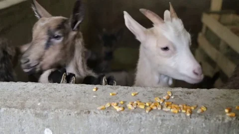 Goats eat corn in the barn Vídeo Stock 76181223