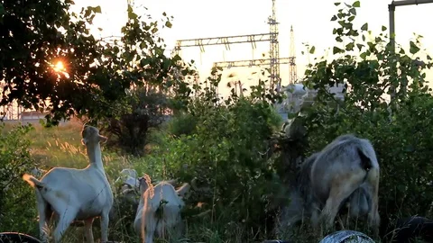 Goats eat foliage Video stock 78664586