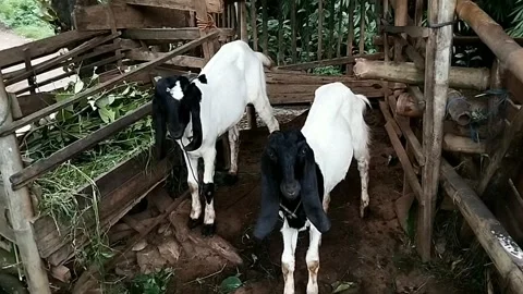 Goats eat Stock Footage 297028299