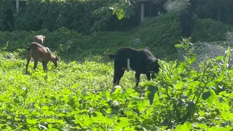 Goats eat grass Stock Footage 276500338