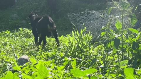 Goats eat grass Stock Footage 276500514