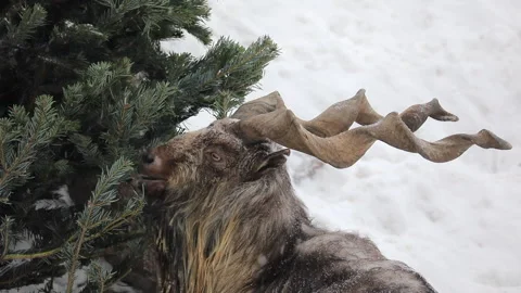 Goats eat spruce Vidéo 147043377