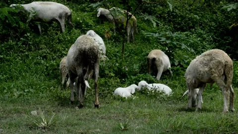 Goats eat together Video stock 229603783