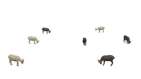 GOATS EATING AXO VIEW E Vídeos de archivo 101554852