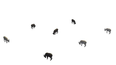 GOATS EATING AXO VIEW A Video stock 101554779