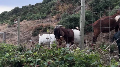 Goats eating brambles on a hill slope Stock Footage 313368437
