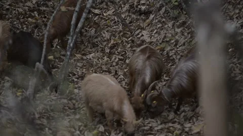 Goats eating branches in forest Stock Footage 42604067