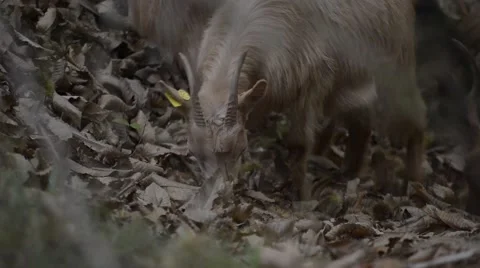 Goats eating branches in forest Stock Footage 42604089
