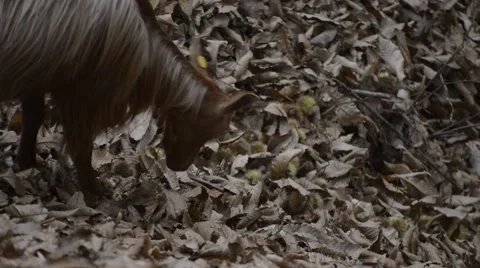 Goats eating branches in forest Stock Footage 42604284