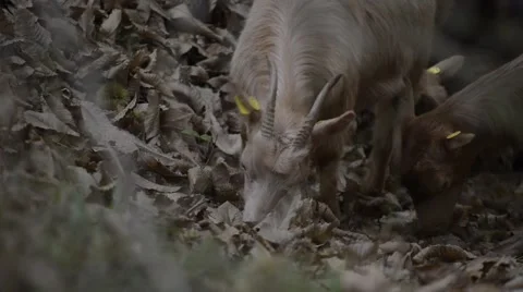 Goats eating branches in forest Stock Footage 42604331