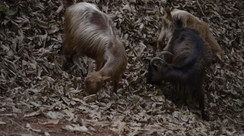 Goats eating branches in forest Stock Footage 42604398
