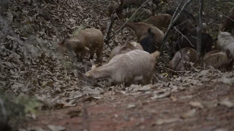 Goats eating branches in forest Stock Footage 42604460