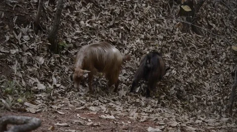 Goats eating branches in forest Stock Footage 42604509