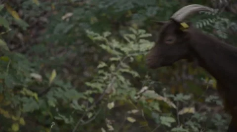 Goats eating branches in forest Stock Footage 42604581