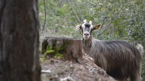 Goats eating branches in forest Stock Footage 42604603