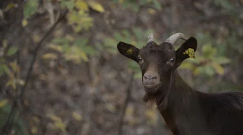 Goats eating branches in forest Stock Footage 42604623
