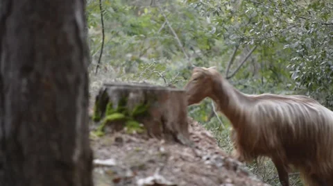 Goats eating branches in forest Stock Footage 42604785