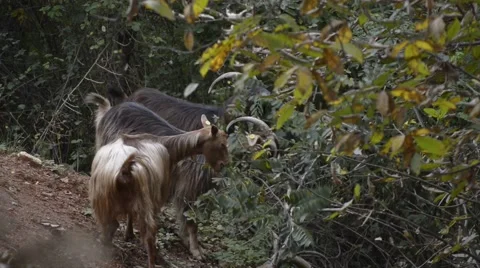 Goats eating branches in forest Stock Footage 42604831