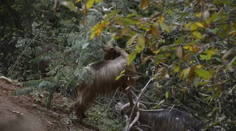 Goats eating branches in forest Stock Footage 42604844