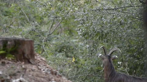 Goats eating branches in forest Stock Footage 42604865
