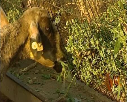 Goats eating close heads 16:9 PAL Stock Footage