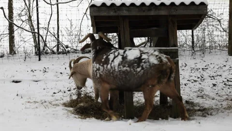 Goats eating at feeder in snow Stock Footage 302842948
