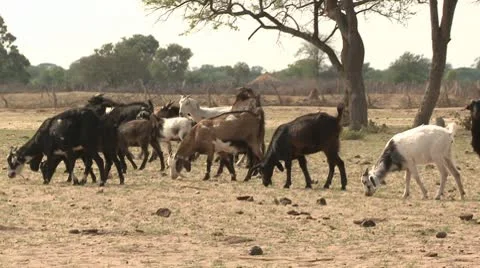 Goats Eating Stock Footage 10591721