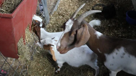 Goats eating Video stock 32325999