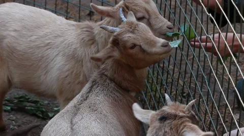 Goats eating Stock Footage 43256188