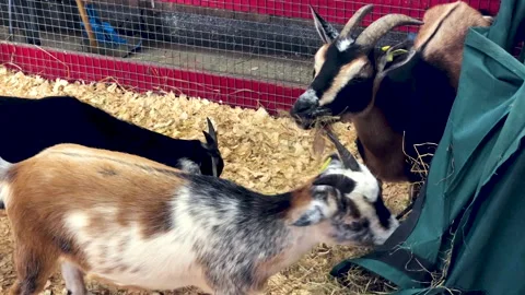 Goats eating Stock Footage 210540071