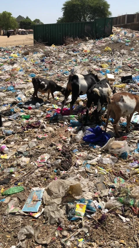 Goats eating garbage Stock Footage 222441731