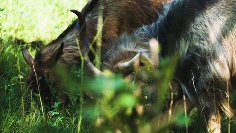 Goats eating grass Stockbeeldmateriaal 92410042