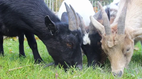 Goats eating grass Stock Footage 129561235