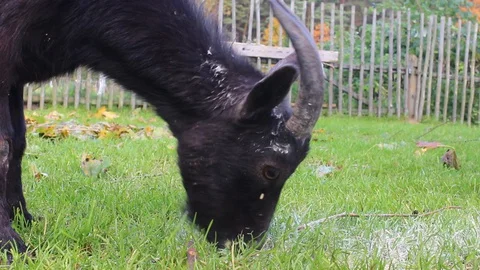 Goats eating grass Stock Footage 129561734